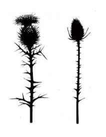 Thistles Stamp