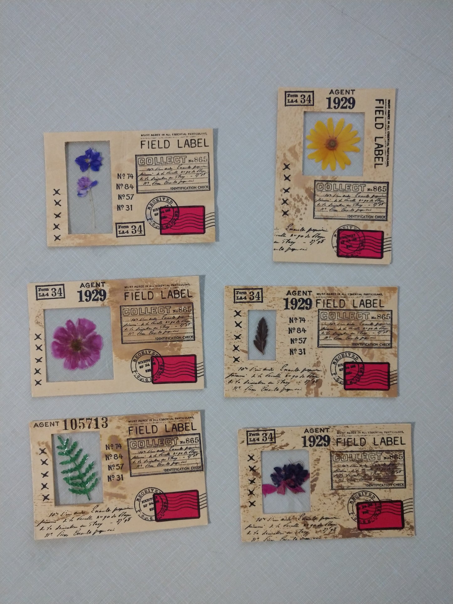 Heathers Specimen Cards