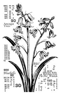 Counting Bluebells Rubber Stamp